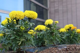 健康長寿センターのお花がきれいに咲いています